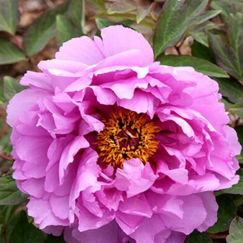蓝芙蓉牡丹