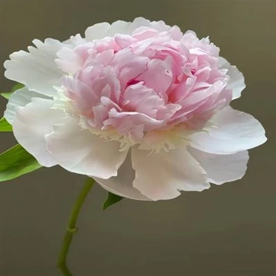 天使脸颊牡丹