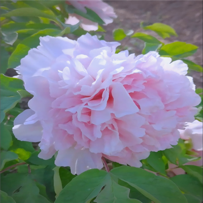 兆芬牡丹