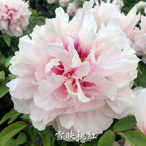 雪映桃花牡丹